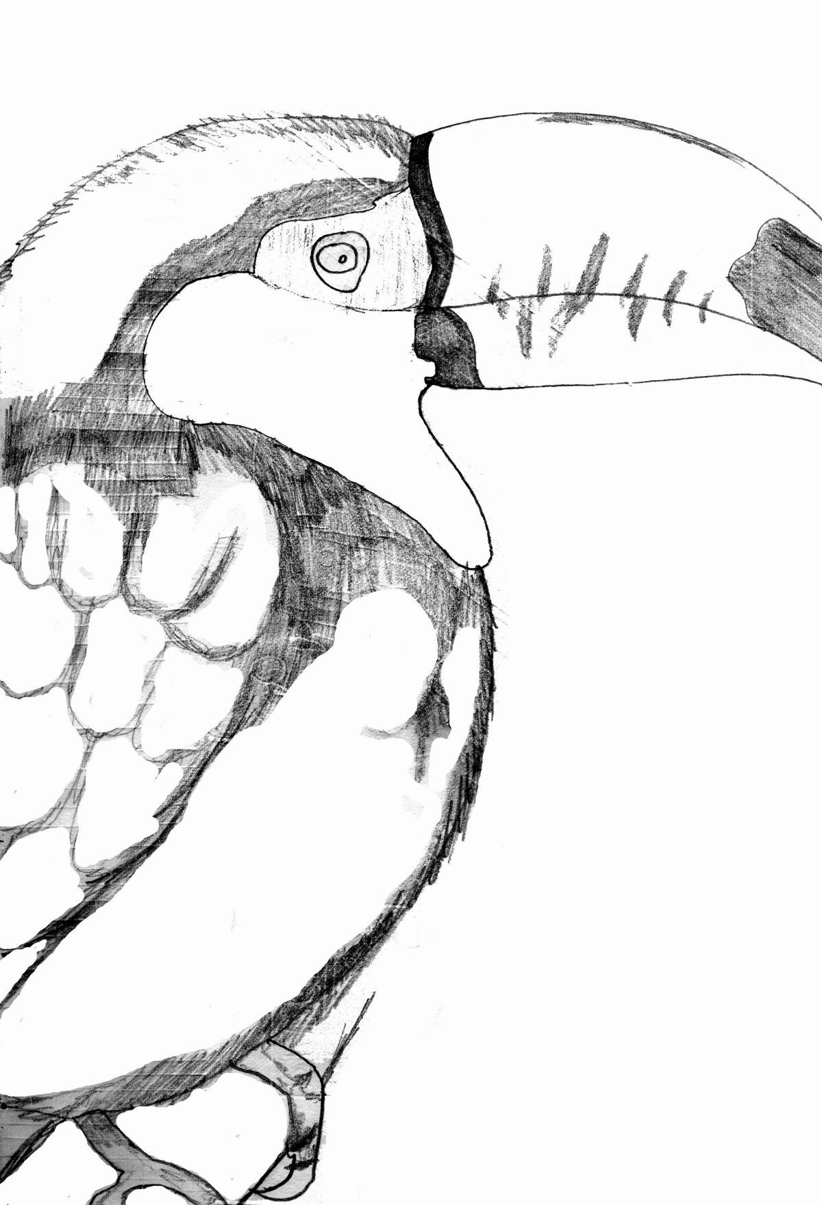 Toucan